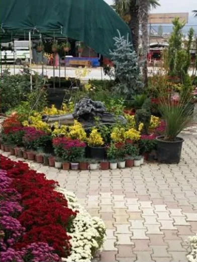 Mevsimlik Çiçeklerle Bahçeniz Her Mevsim Canlı Kalsın