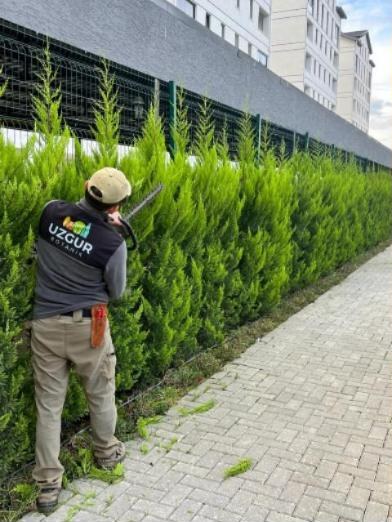Bursa budama hizmeti: Uzgur Botanik ustası servi çit budaması yapıyor