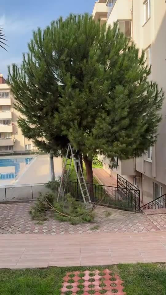 Bursa ağaç kesimi